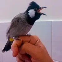 پرنده.قناری.سره.