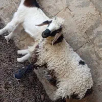 فرش..  بره و کهره چاق جفت 12500