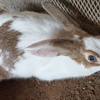 خرگوش ها سالم و سرحال