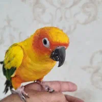 طوطی خورشیدی|پرنده|سیرجان, |دیوار