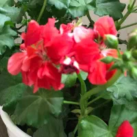 پرستار خانم برای پرستاری خانم سالمند