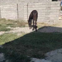 اسب با کره|حیوانات مزرعه|فراغی, |دیوار