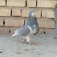 ذات شهری ،دم سفید و سرک