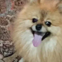 سگ،پامر،پامرانین،خرسی،پامر خرسی