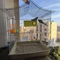 مرغ عشق|پرنده|شاهین‌شهر, خانه کارگر|دیوار