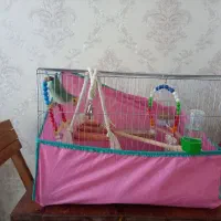 کوتوله برزیلی|پرنده|مهاجران, |دیوار