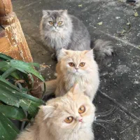 بریتیش لانگ هیر وارداتی