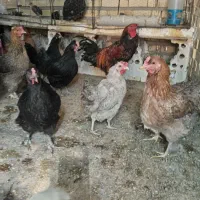 تخم مرغ نطفه دار از نژاد برهما هرعدد22000تومان|حیوانات مزرعه|نیریز, |دیوار