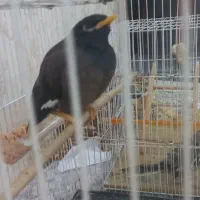 مینا افغان کام سیاه