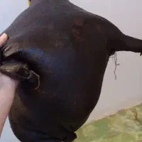 هیزه|ظروف نگهدارنده، پلاستیکی، یک‌بارمصرف|اسلام‌‌آباد غرب, |دیوار