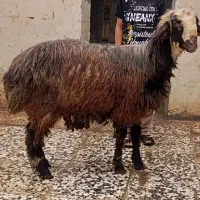 بره نر ۹ماه