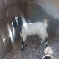 بز دورگ پاکستانی|حیوانات مزرعه|وحدتیه, |دیوار