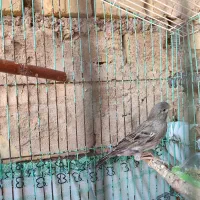 یک عدد قناری نر و دو عدد عروس هلندی سینامون|پرنده|اهواز, کیانپارس |دیوار