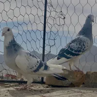 جفتگاه شامی مینا شامی ساده سیا|پرنده|تربت‌حیدریه, کلاته توکلی|دیوار