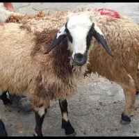 حراج شد (گوسفند) بشتابید