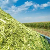 فروش ذرت علوفه کاشت دوم