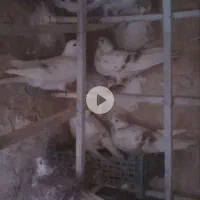 سلام سار ابقون فروشی