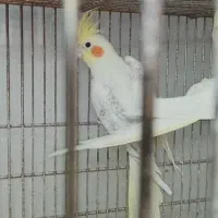 عروس هلندی نر