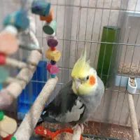 عروس هلندی با جوجه