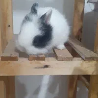 جوجه خرگوش لپ