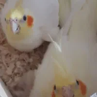 جفت عروس هلندی با تخم