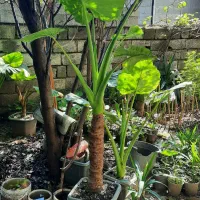 باباآدم تنه سبز|گل و گیاه طبیعی|چمستان, |دیوار