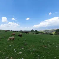 نیازمند چوپان