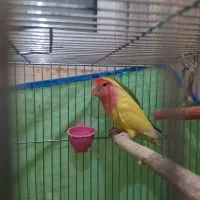 طوطی برزیلی