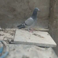 کبوتر رنگی و پلاکی|پرنده|دزفول, |دیوار