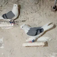 کفتر پشت سبز کاکولی نروماده وماده پشت کاغذی