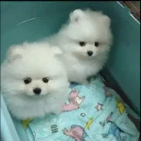 سگ پامرانین|سگ|مشهد, احمدآباد|دیوار