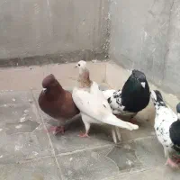 کفتر|پرنده|سرایان, |دیوار