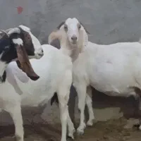 گاو بز آبستن