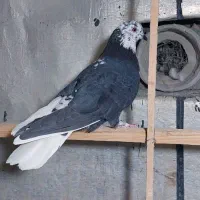 فروش کبوتر اصیل ایرانی و خارجی