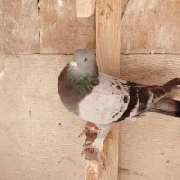 کفتر ترکیه ای نر و ماده   و گوک سوسنی ترک