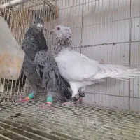 دوجفت هفترنگ درجه یک