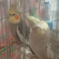 عروس هلندی