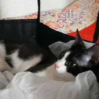 واگذاری گربه ده ماهه به نام تامی و سامی|گربه|نوشهر, |دیوار