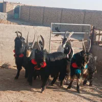 ۷رس‌بزغاله‌نر‌عالی‌برای‌ نربزی دونه ای ۲۵۰۰۰۰۰۰