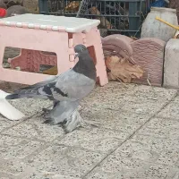 گو مایا معاوضه با بب قره کوینح ایکح