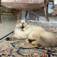 هیمالین ۷ماهه|گربه|ساری, |دیوار