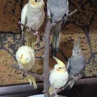 پنج تا عروس هلندی ۳ ماهه|پرنده|اسلامشهر, مظفریه|دیوار