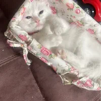 بچه گربه بریتیش با وسایل