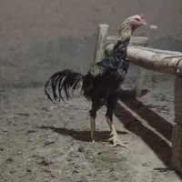 لاری|حیوانات مزرعه|شبستر, |دیوار