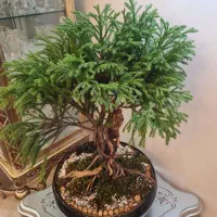 گل وگلدان بن سای سرو ژاپنی وارداتی|گل و گیاه طبیعی|تهران, نارمک|دیوار