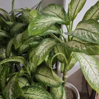 گل دیفن باخیا|گل و گیاه طبیعی|شهریار, شهریار|دیوار