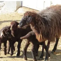 میش ومعاوضه با نیسان ۱۴۰۰