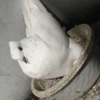 کبوتر اس ...|پرنده|گمیشان, |دیوار