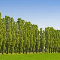 تولید انبوه نهال صنوبر نیگرا رقم تجاری و اقتصادی