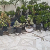 کراسولا  یشم تنه دار انواع بنسای